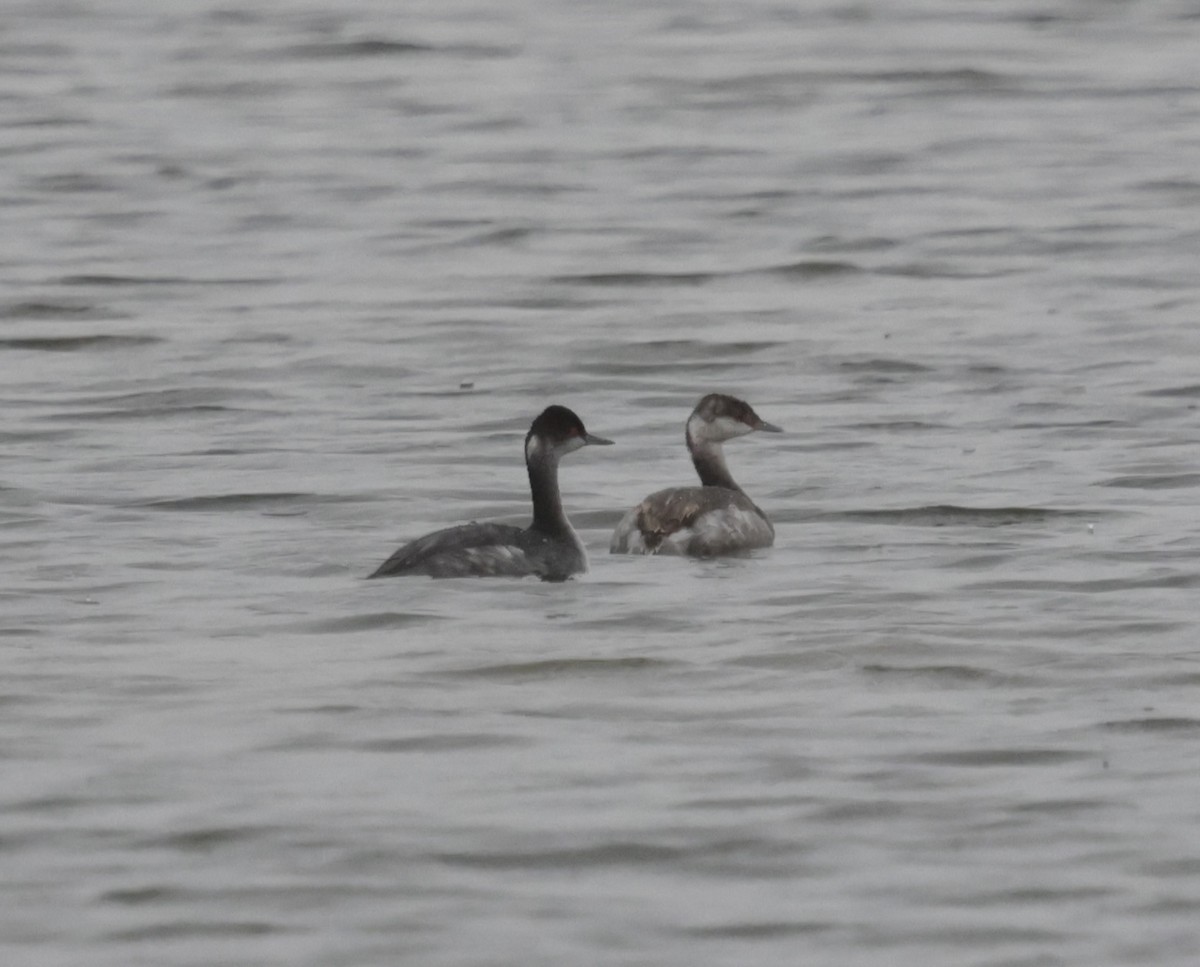 Horned Grebe - ML643448177