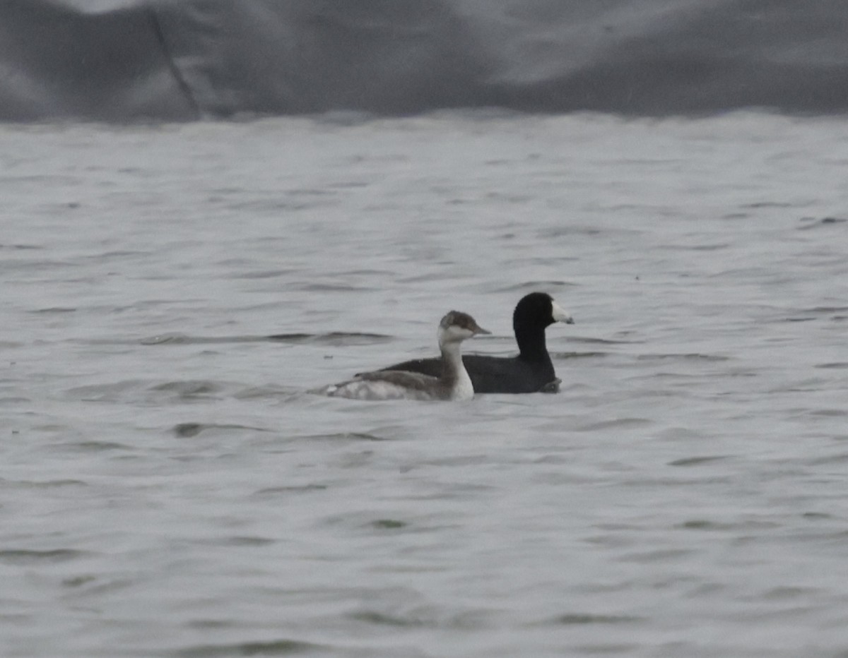 Horned Grebe - ML643448178