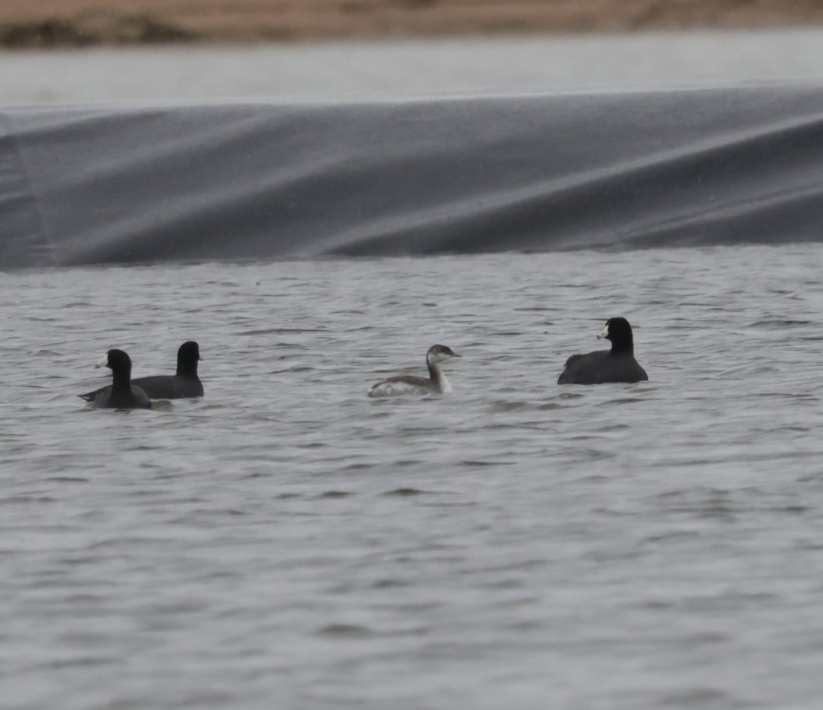 Horned Grebe - ML643448179