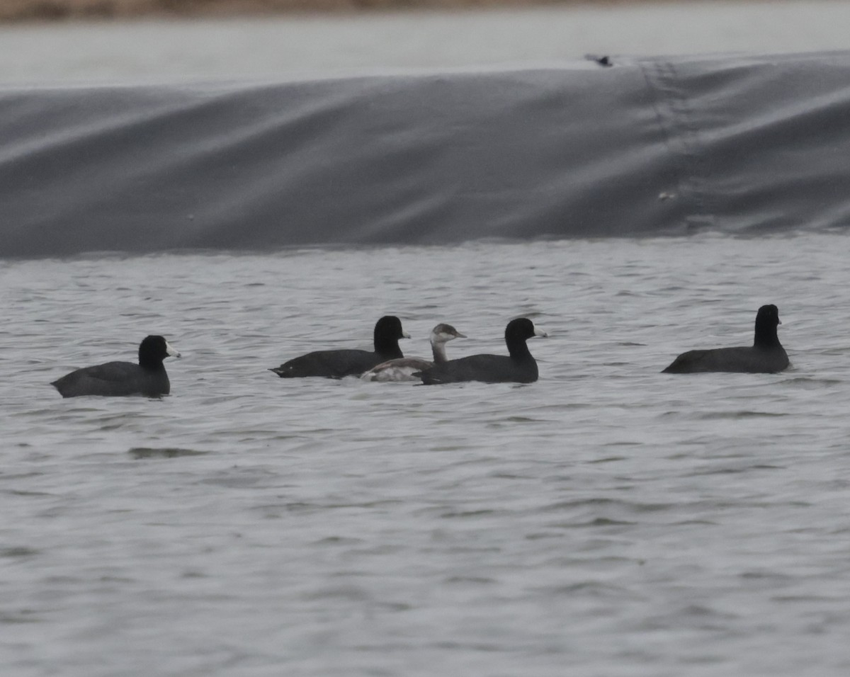 Horned Grebe - ML643448180