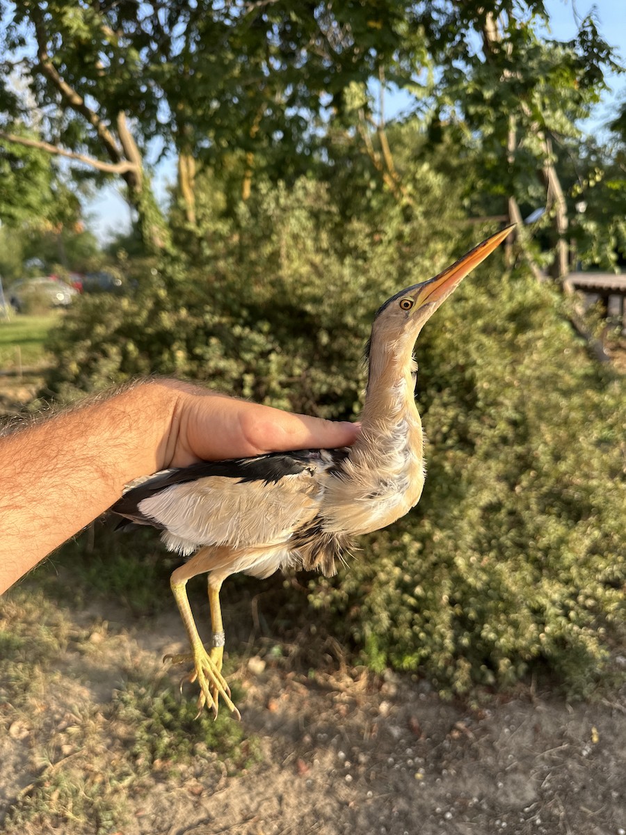 Little Bittern - ML643448188