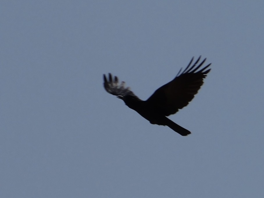 Cape Crow - ML643448199