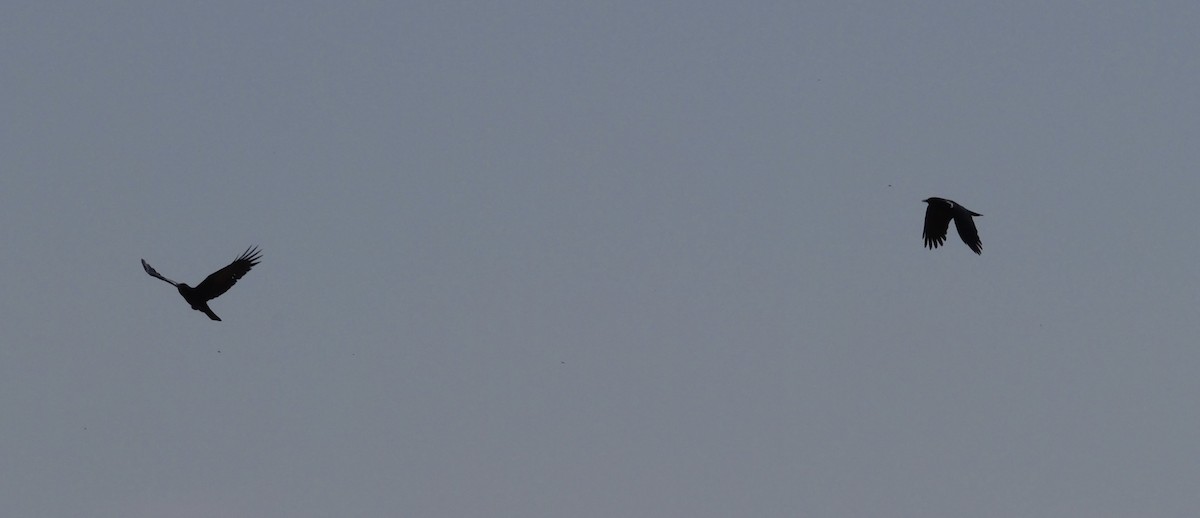 Cape Crow - ML643448200