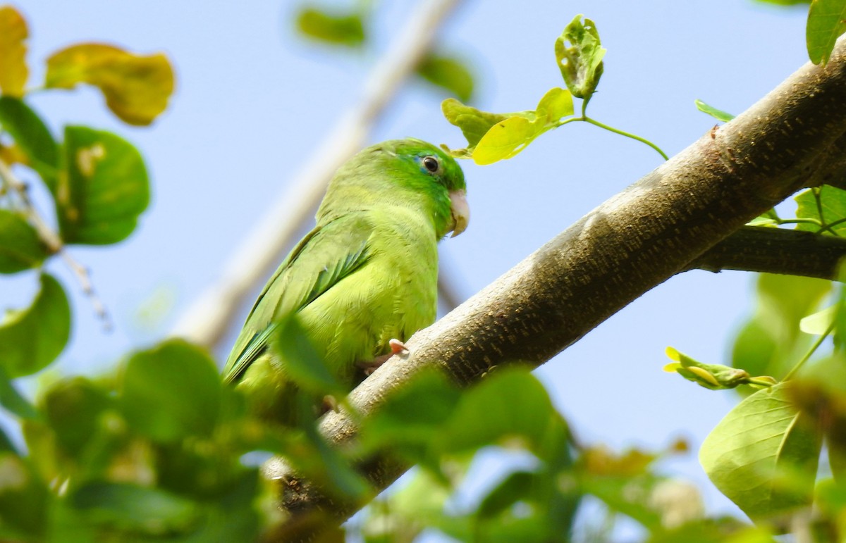 Spectacled Parrotlet - ML643448212