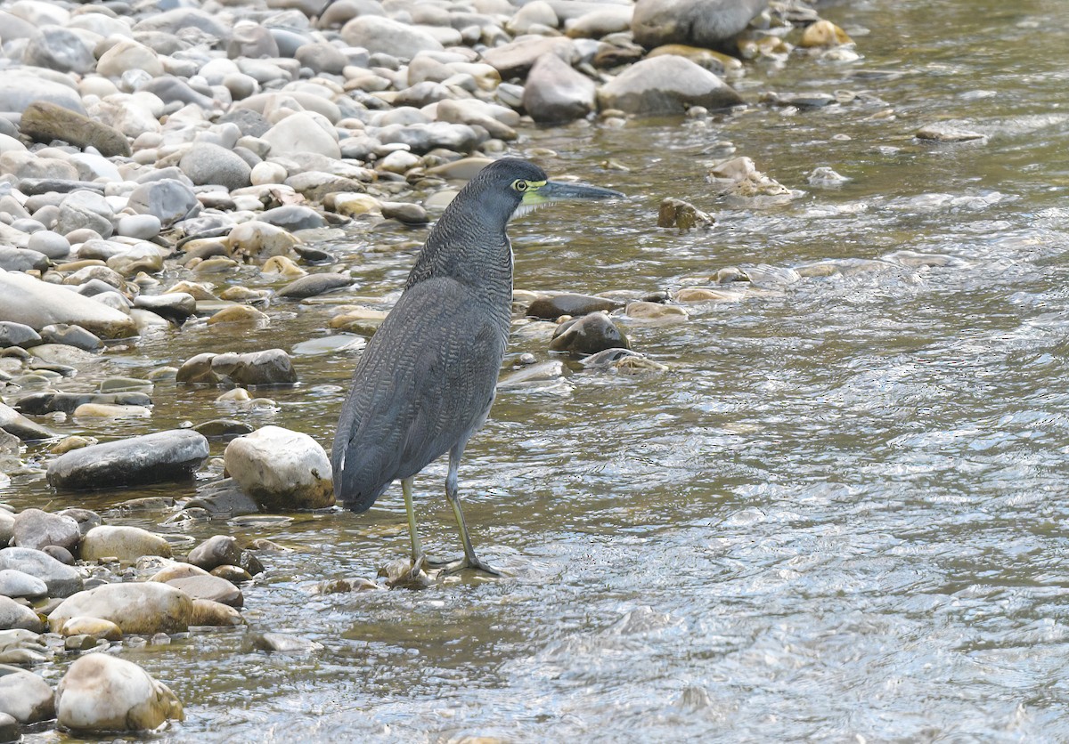 Streifenreiher - ML643448237