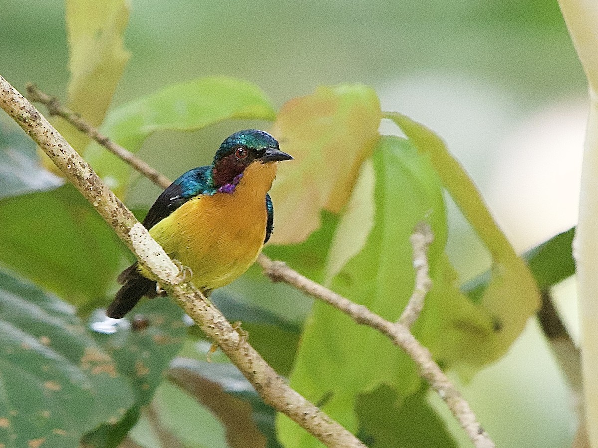Ruby-cheeked Sunbird - ML643448272
