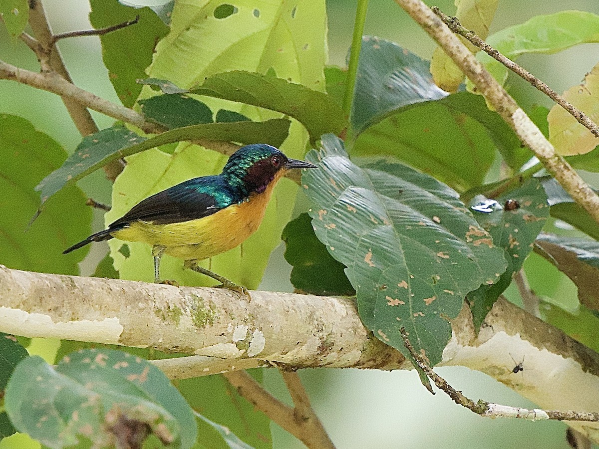 Ruby-cheeked Sunbird - ML643448273