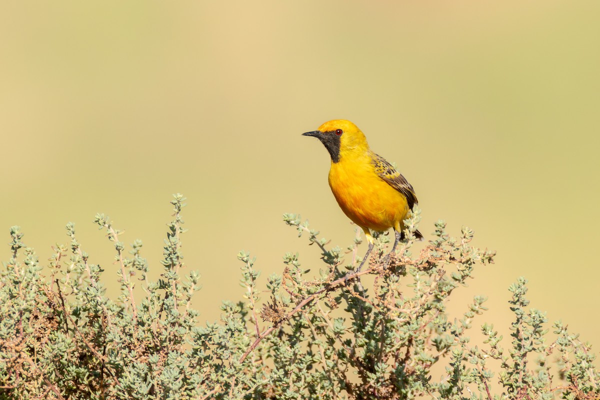 Orange Chat - ML643448275