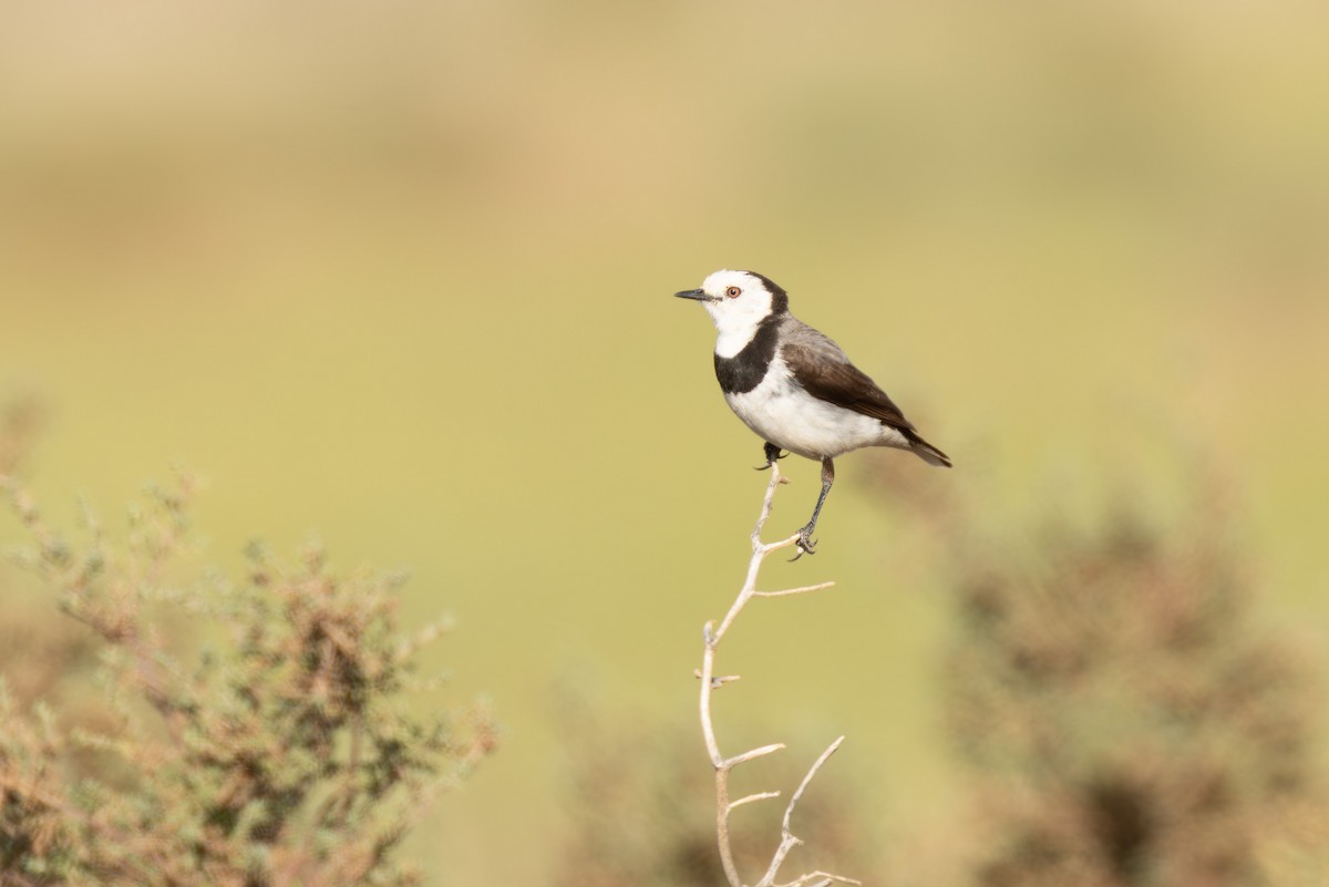 White-fronted Chat - ML643448282