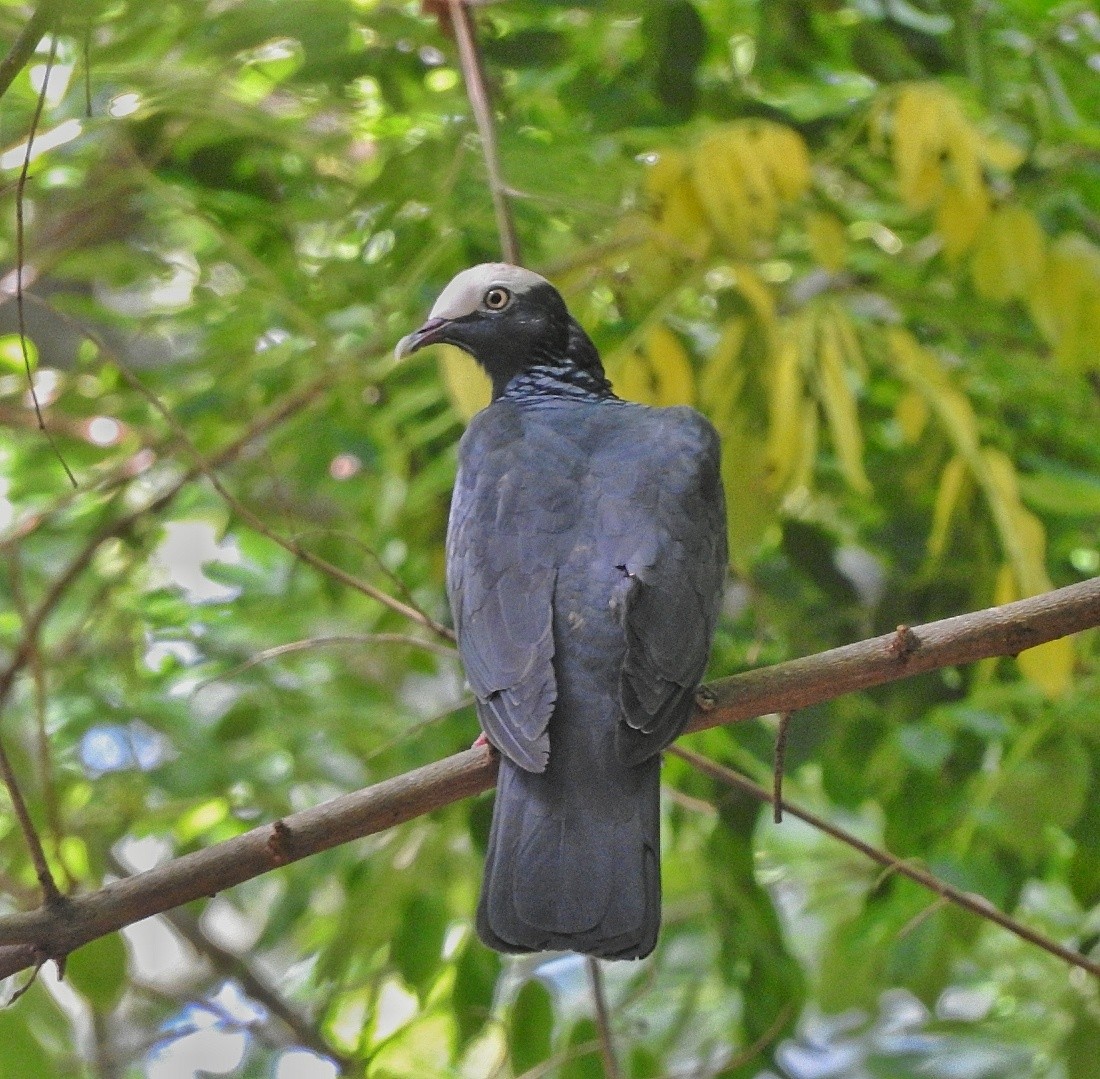 White-crowned Pigeon - ML643448284