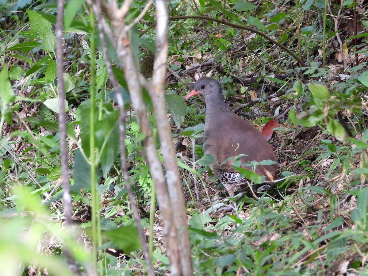 Tataupa Tinamou - ML643448285