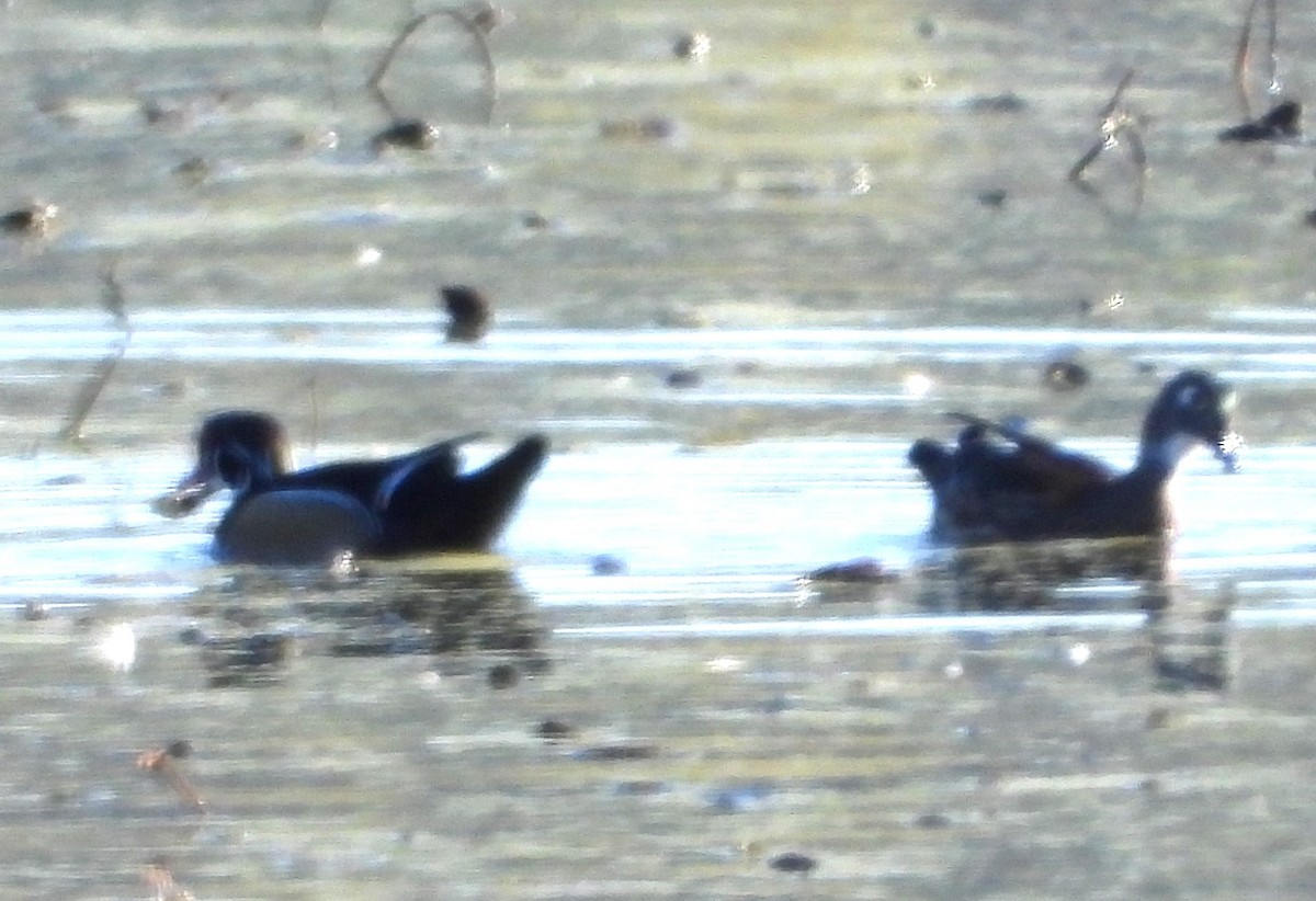Wood Duck - ML643448290
