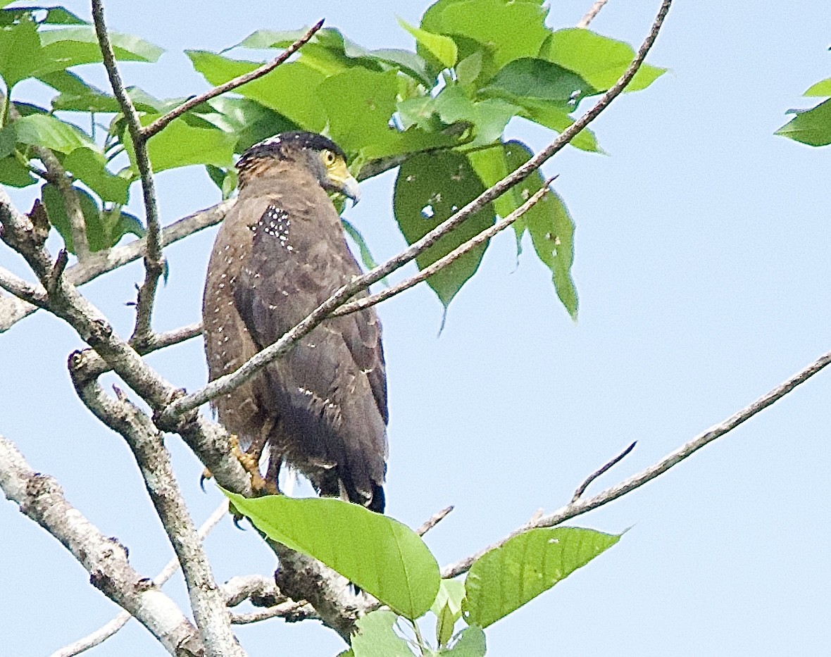 Crested Serpent-Eagle - ML643448291