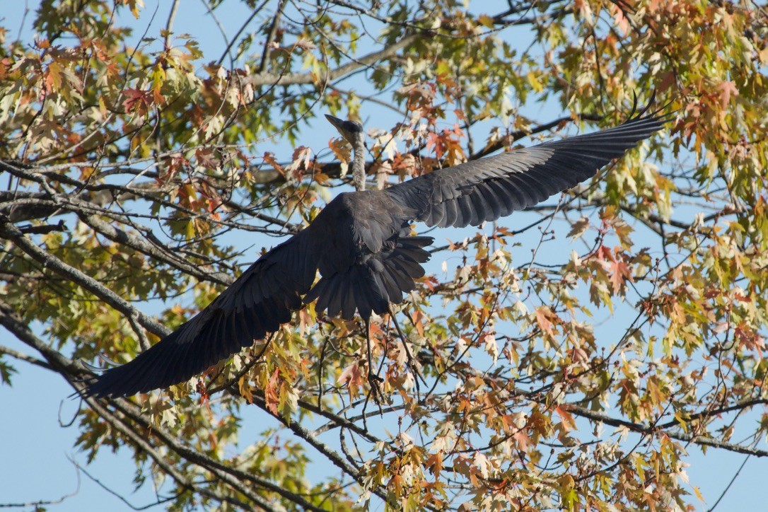 Sandhill Crane - ML643448292