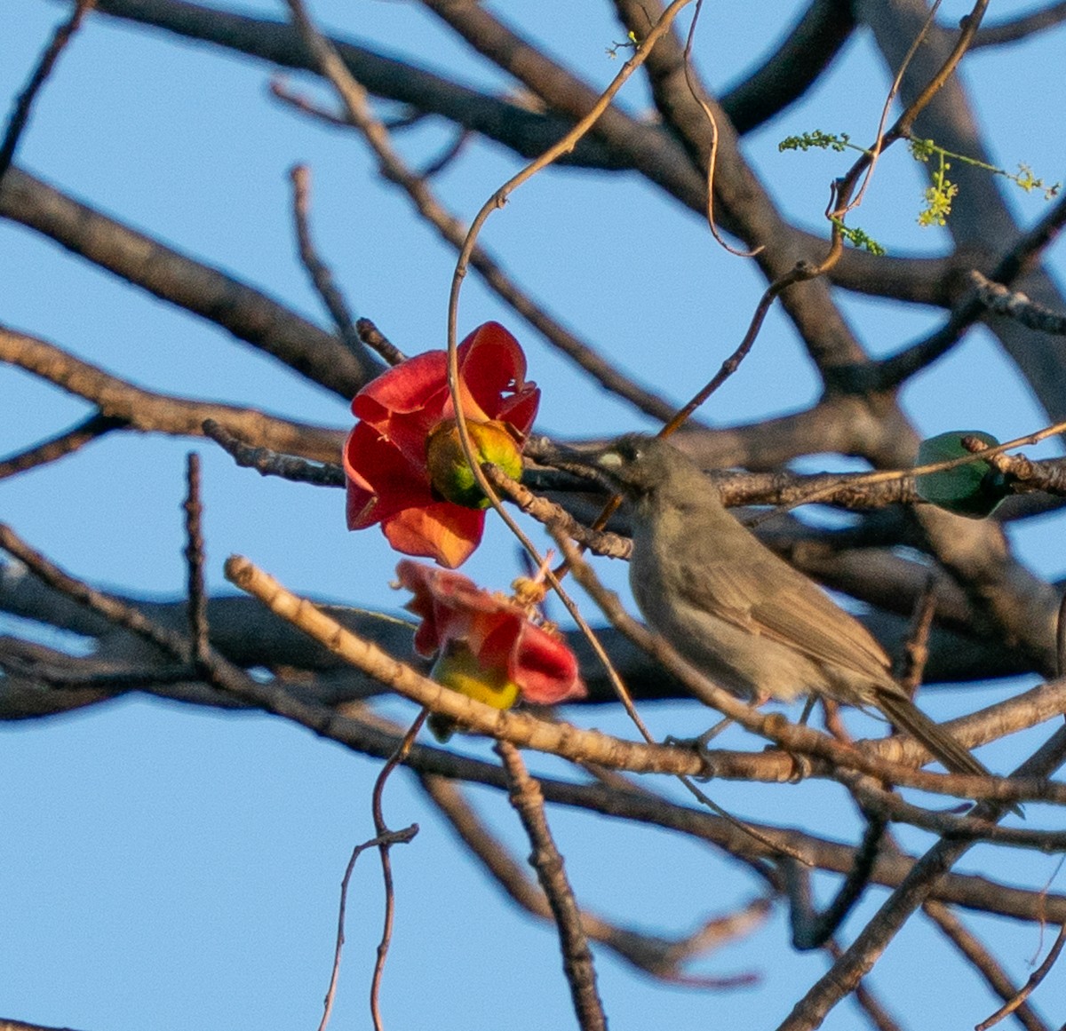 White-gaped Honeyeater - ML643448294