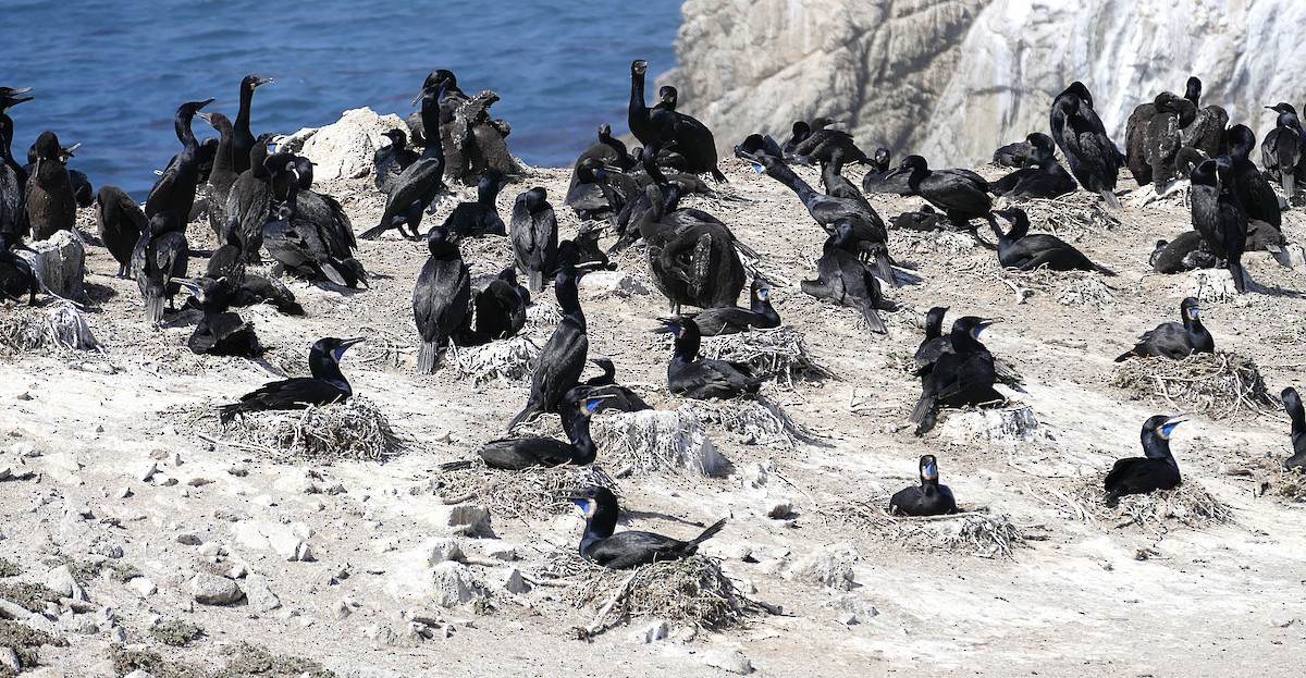 Brandt's Cormorant - ML643448295