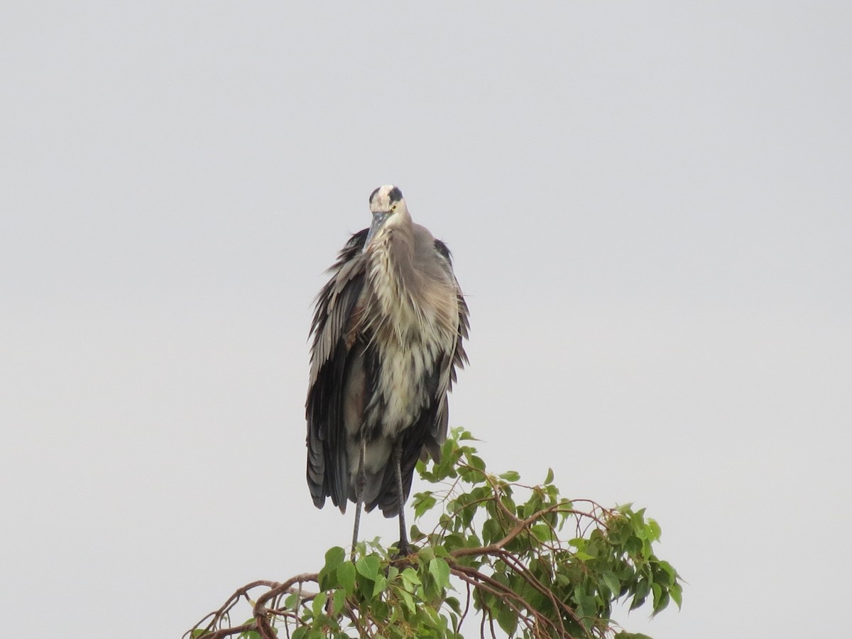 Great Blue Heron - ML643448296