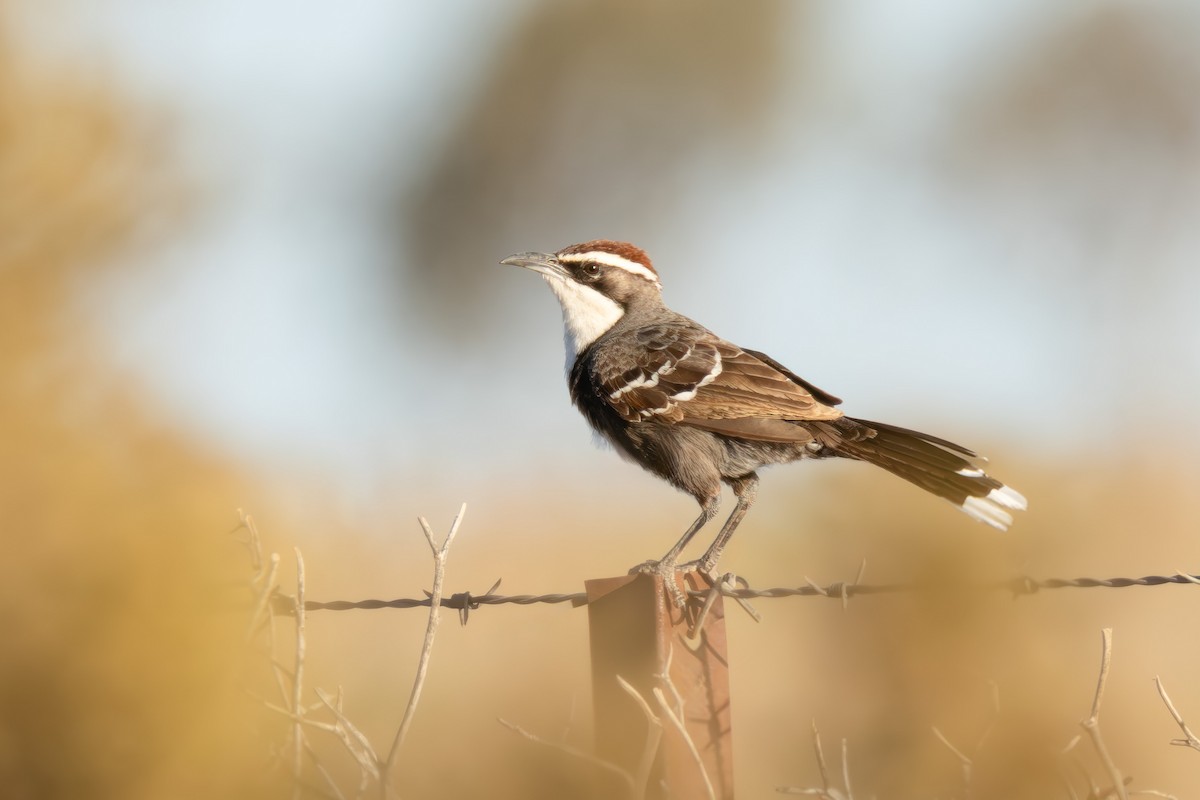 Chestnut-crowned Babbler - ML643448298