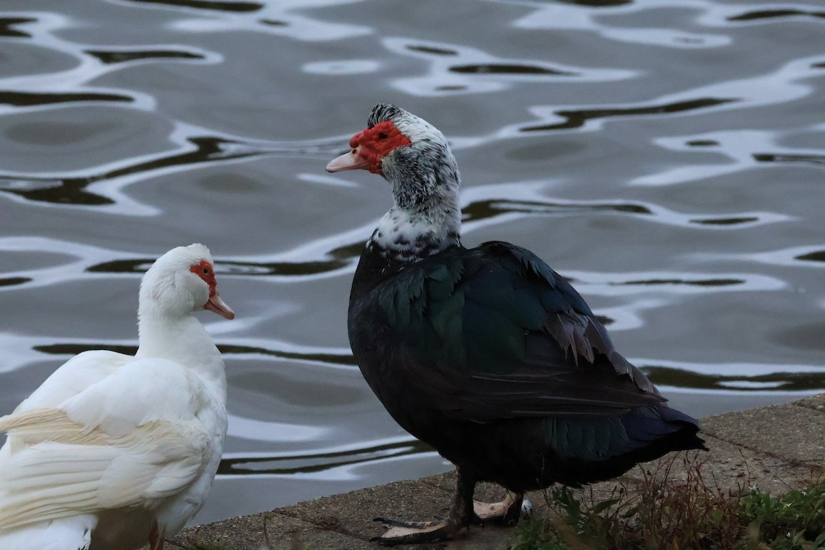 Muscovy Duck (Domestic type) - ML643448299