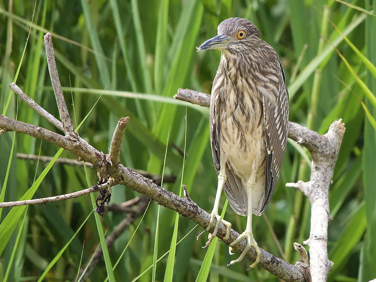 Black-crowned Night Heron - ML643448300