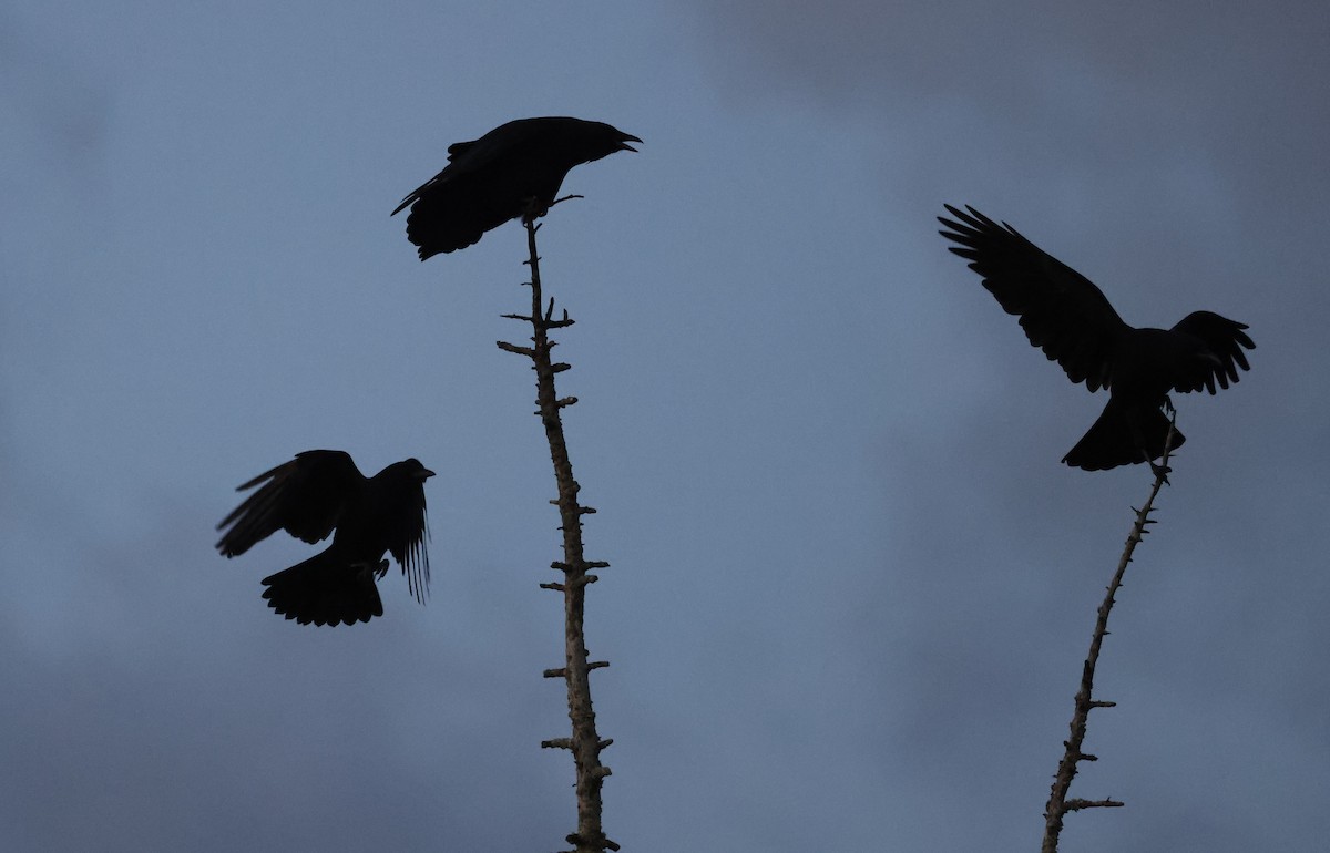 American Crow - ML643448301