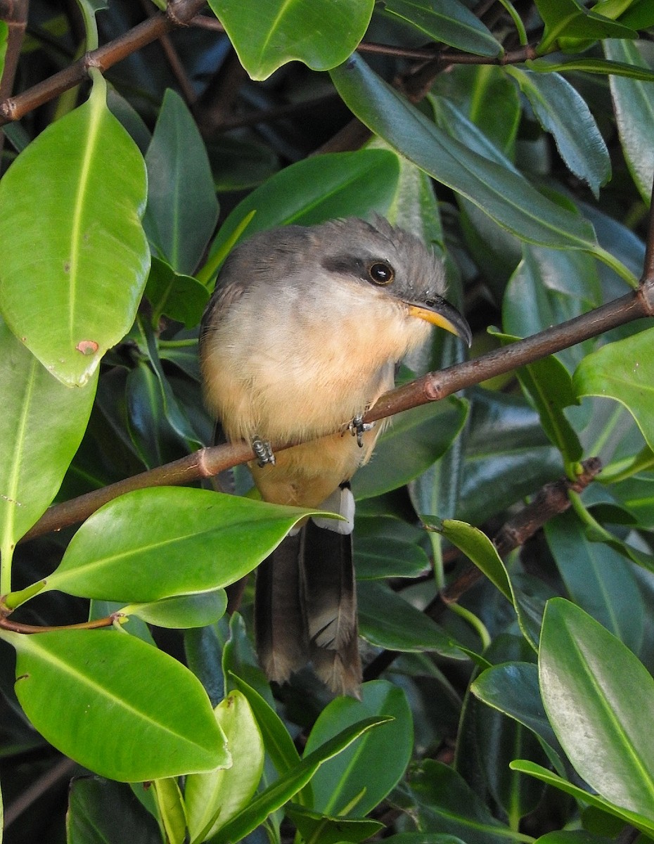 Mangrove Cuckoo - ML643448302