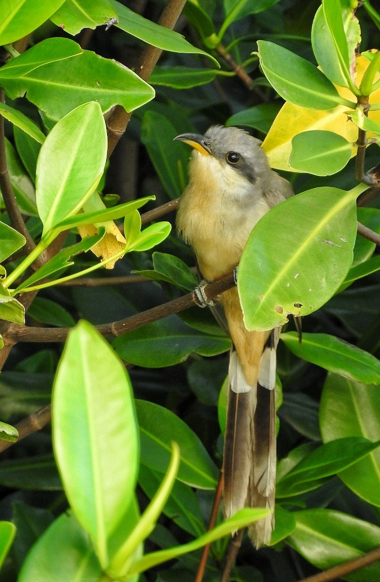 Mangrove Cuckoo - ML643448303