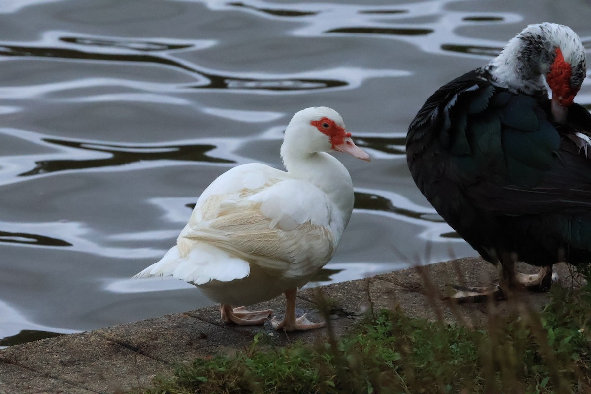 Muscovy Duck (Domestic type) - ML643448305