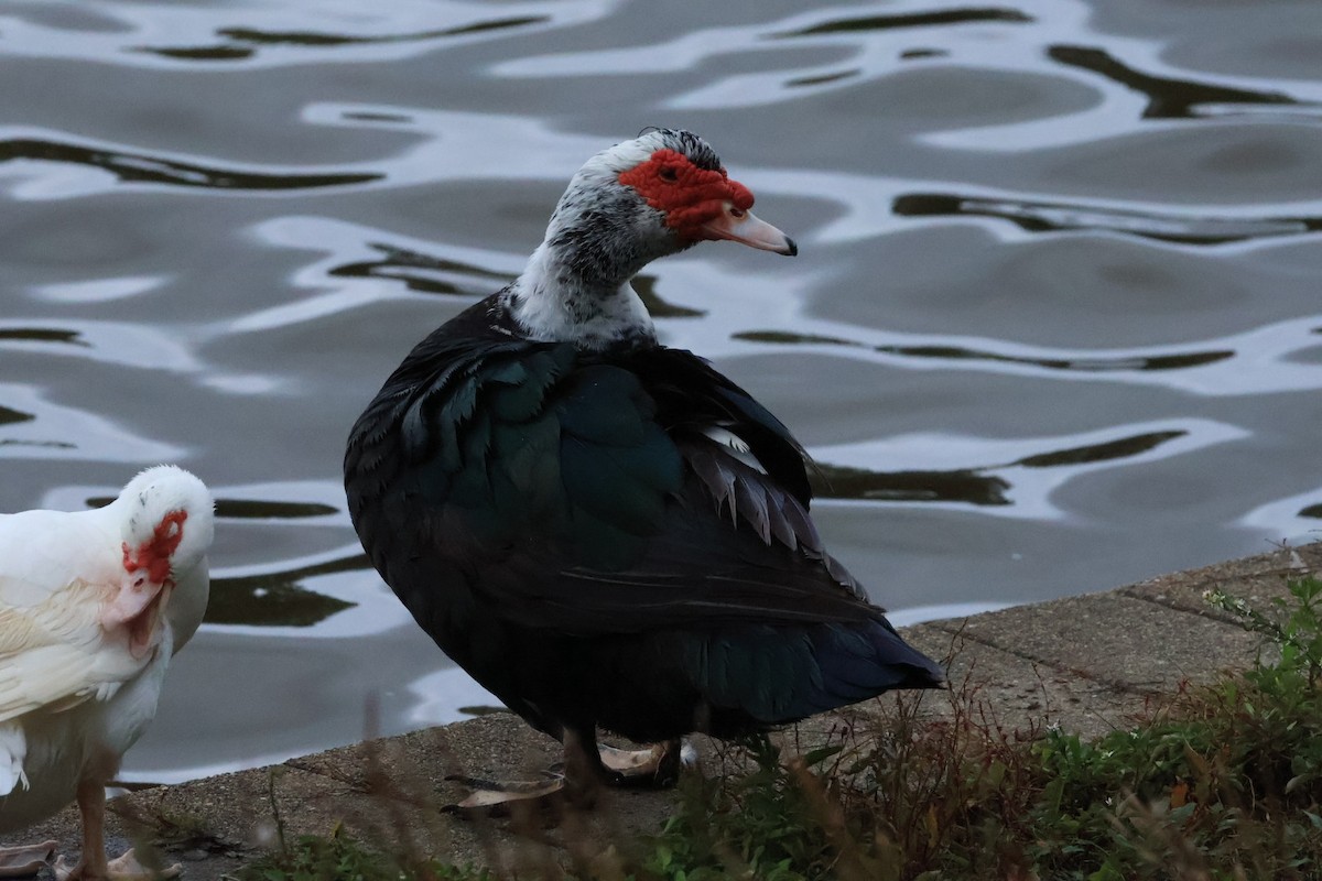 Muscovy Duck (Domestic type) - ML643448306