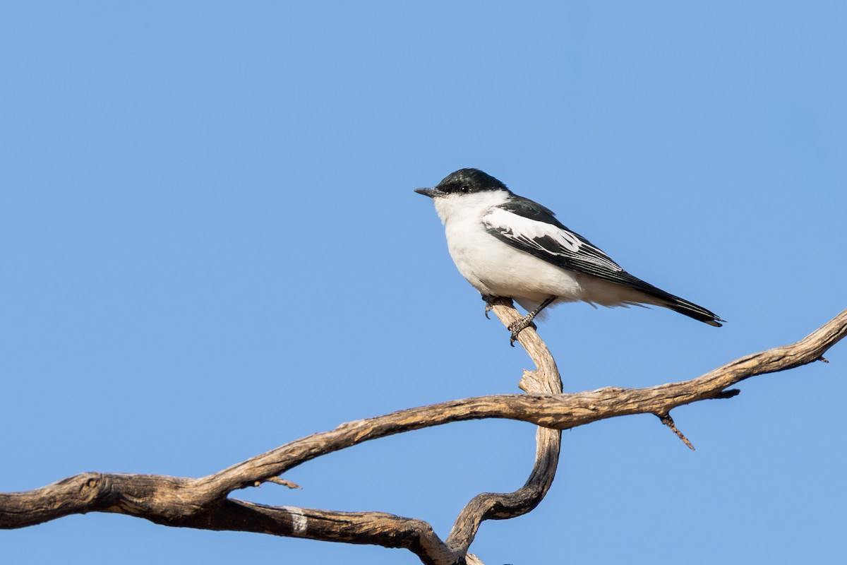 White-winged Triller - ML643448307