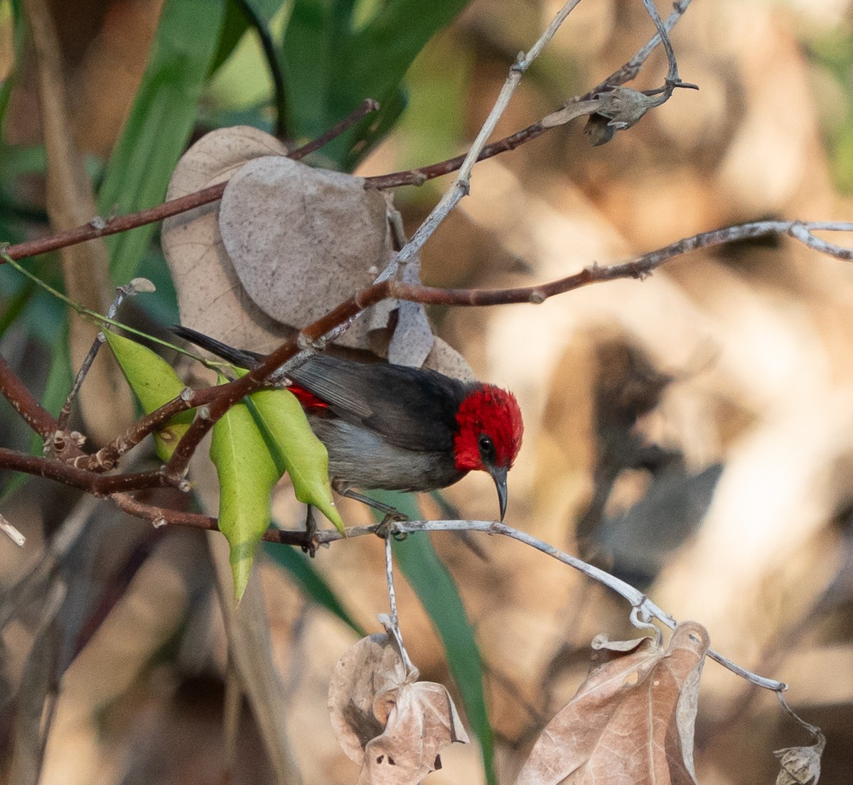 Red-headed Myzomela - ML643448308