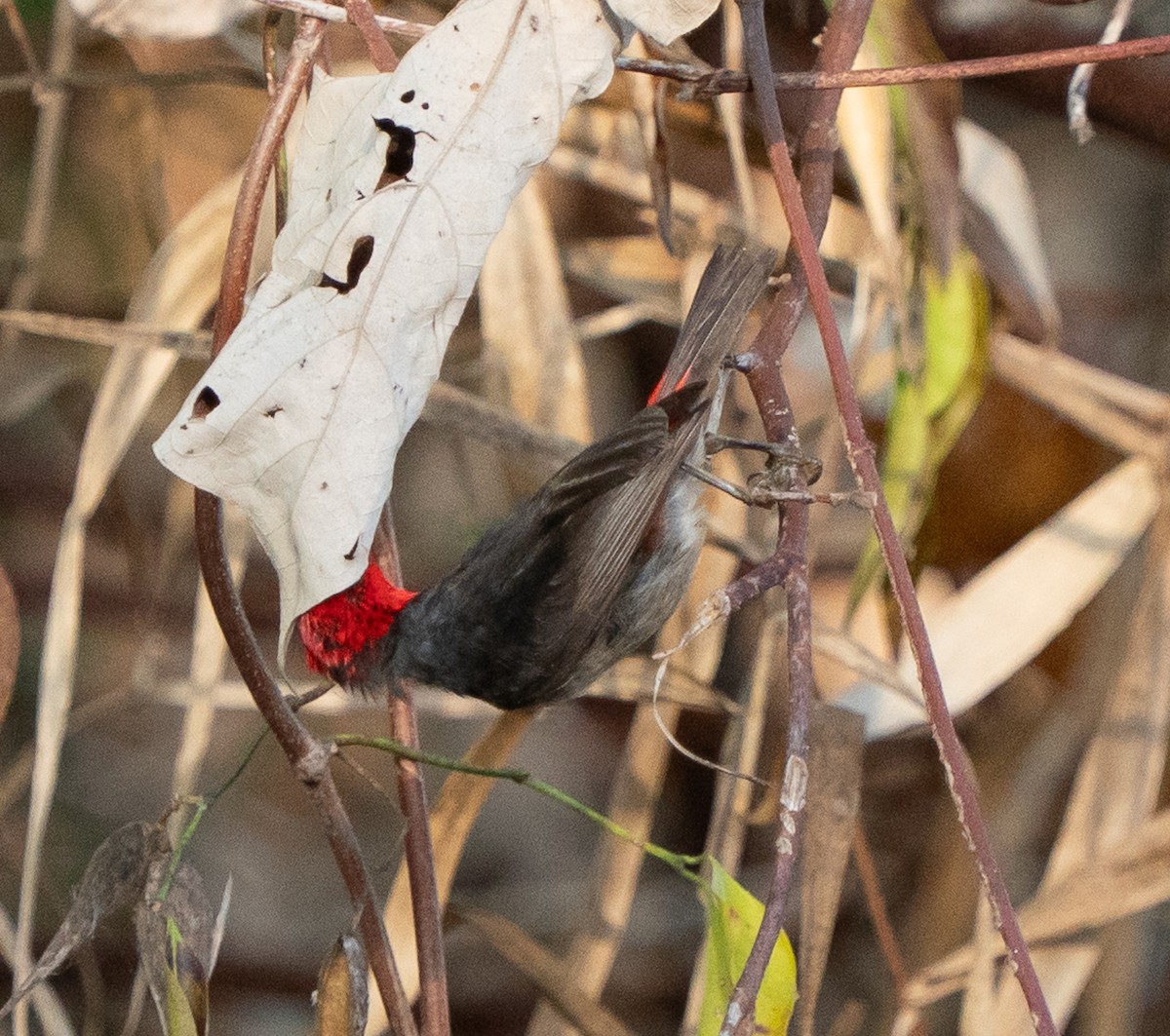 Red-headed Myzomela - ML643448309