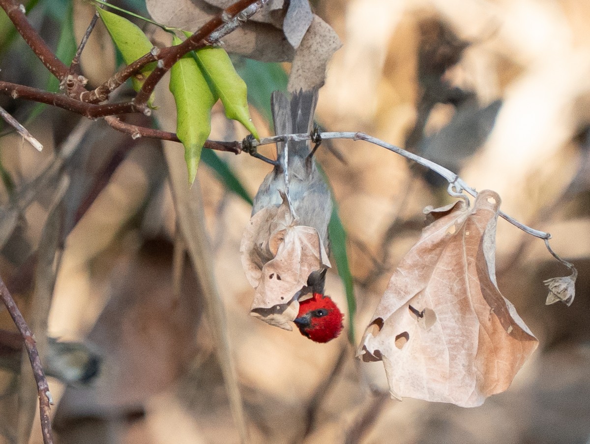 Red-headed Myzomela - ML643448310