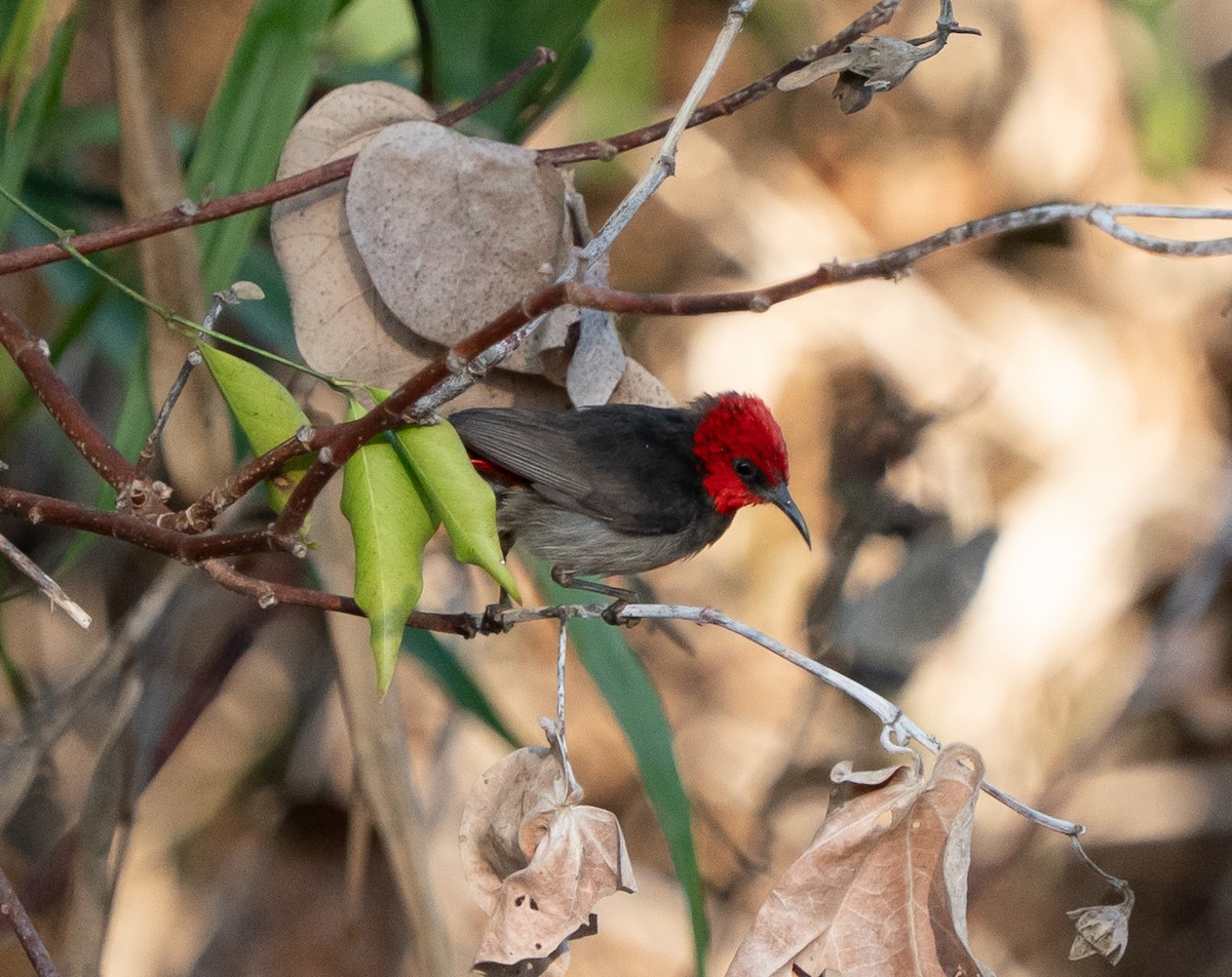 Red-headed Myzomela - ML643448311
