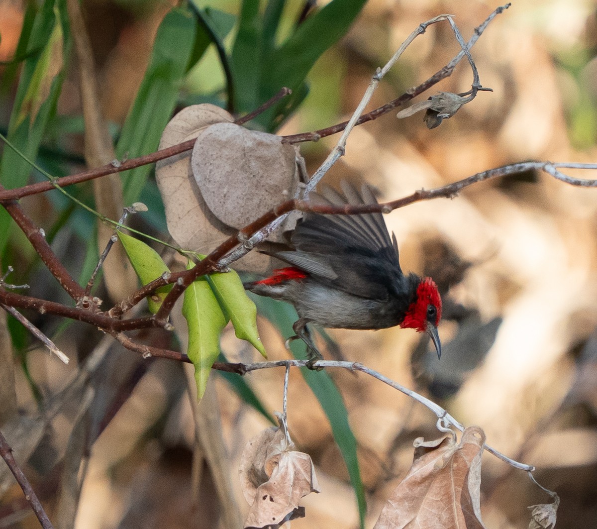 Red-headed Myzomela - ML643448312