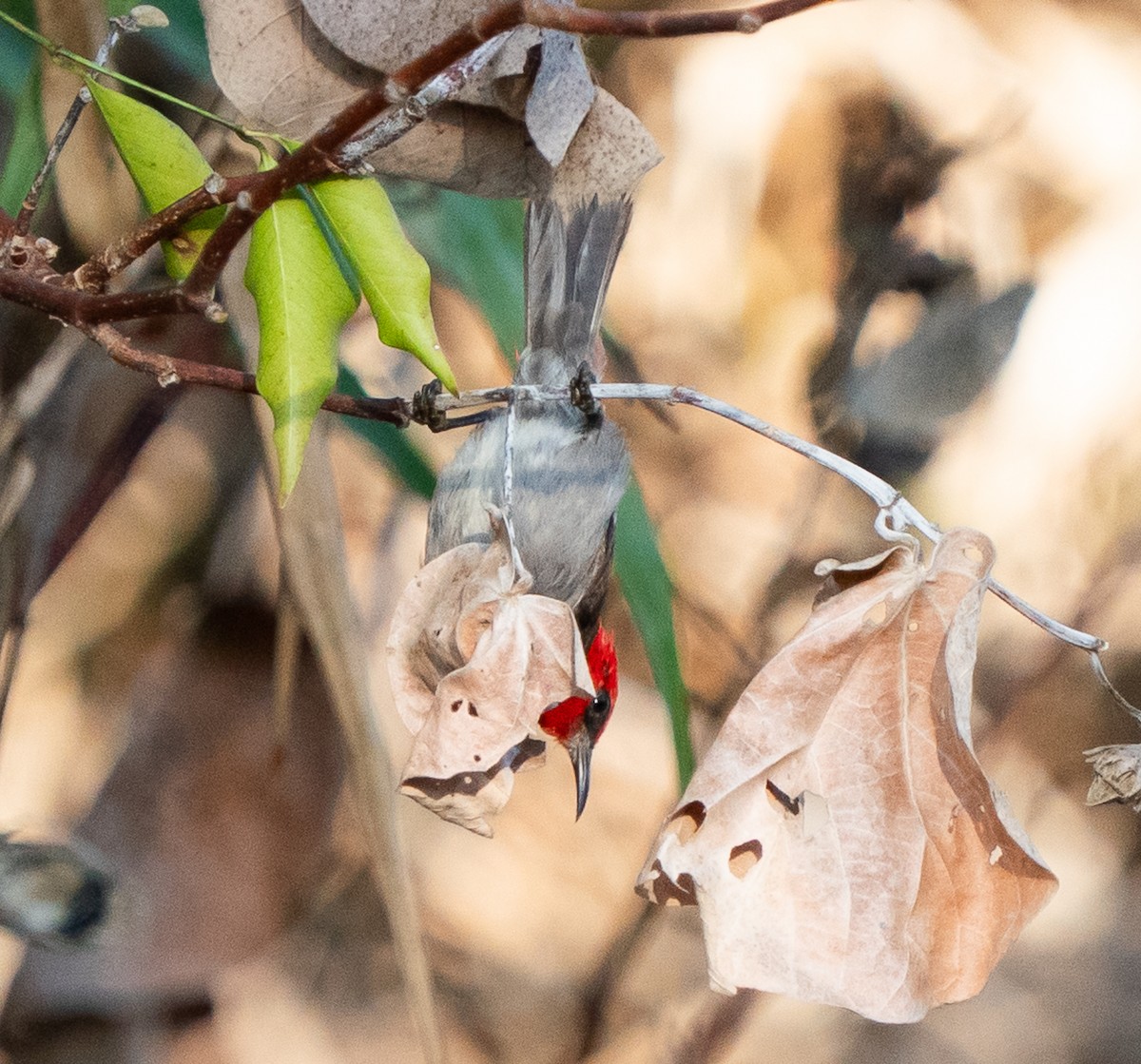 Red-headed Myzomela - ML643448313