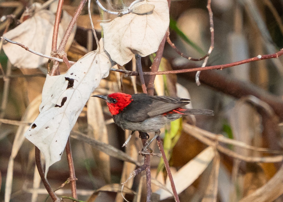 Red-headed Myzomela - ML643448314