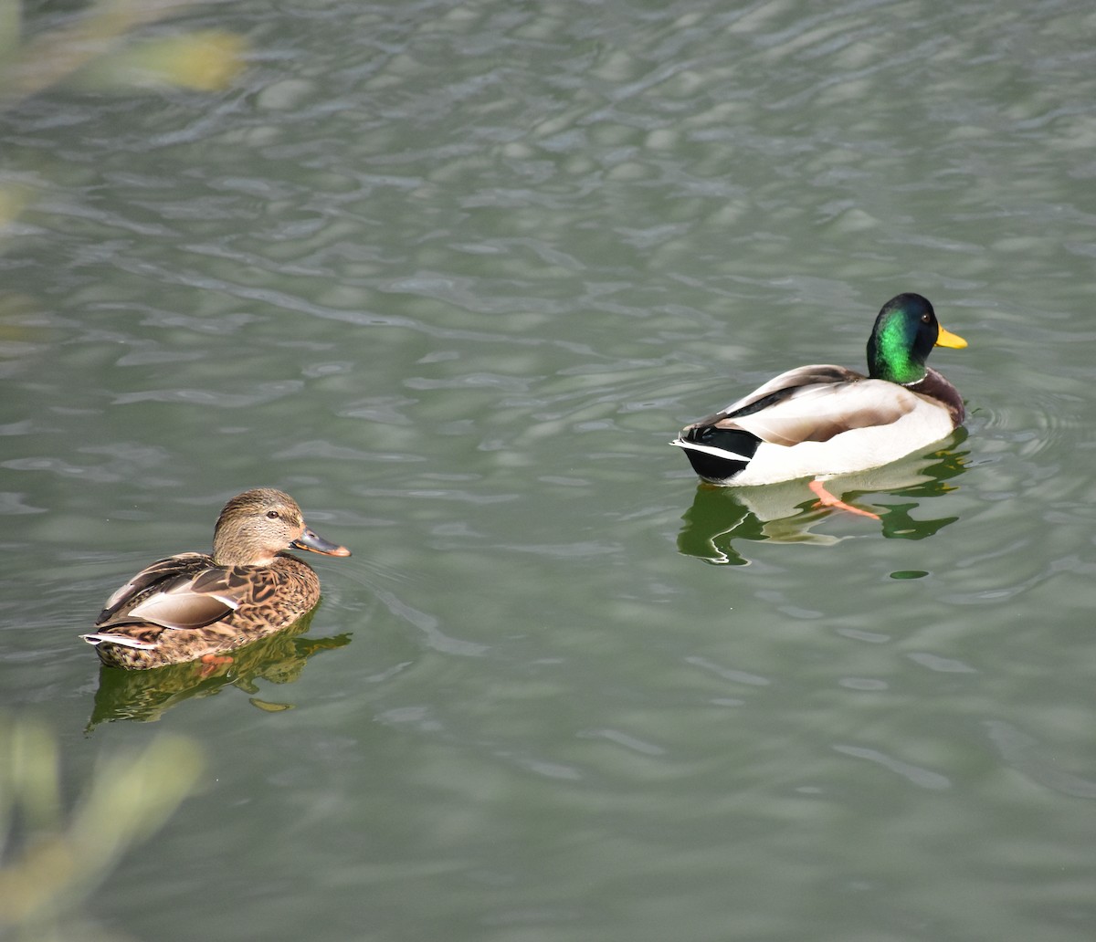 Mallard - ML643448315