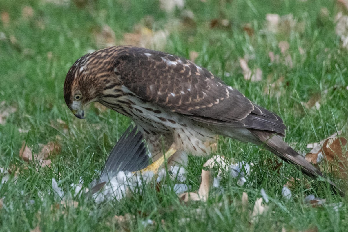 Cooper's Hawk - ML643448316