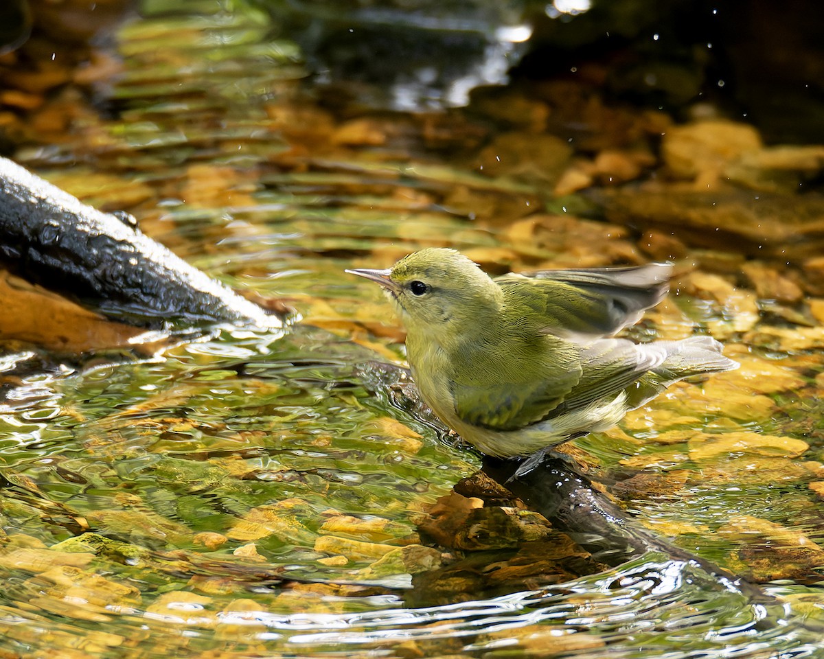Tennessee Warbler - ML643448317