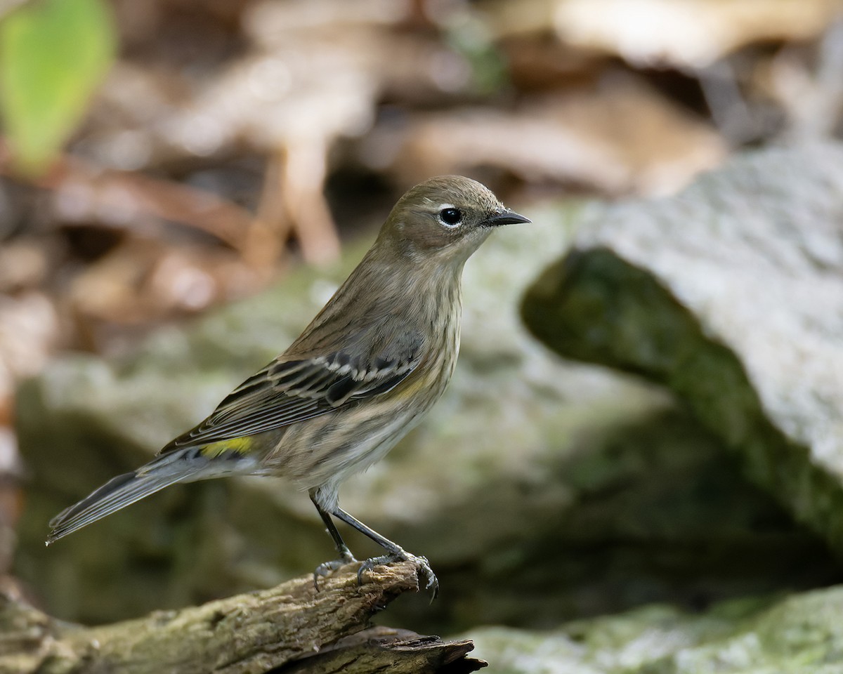 Tennessee Warbler - ML643448318
