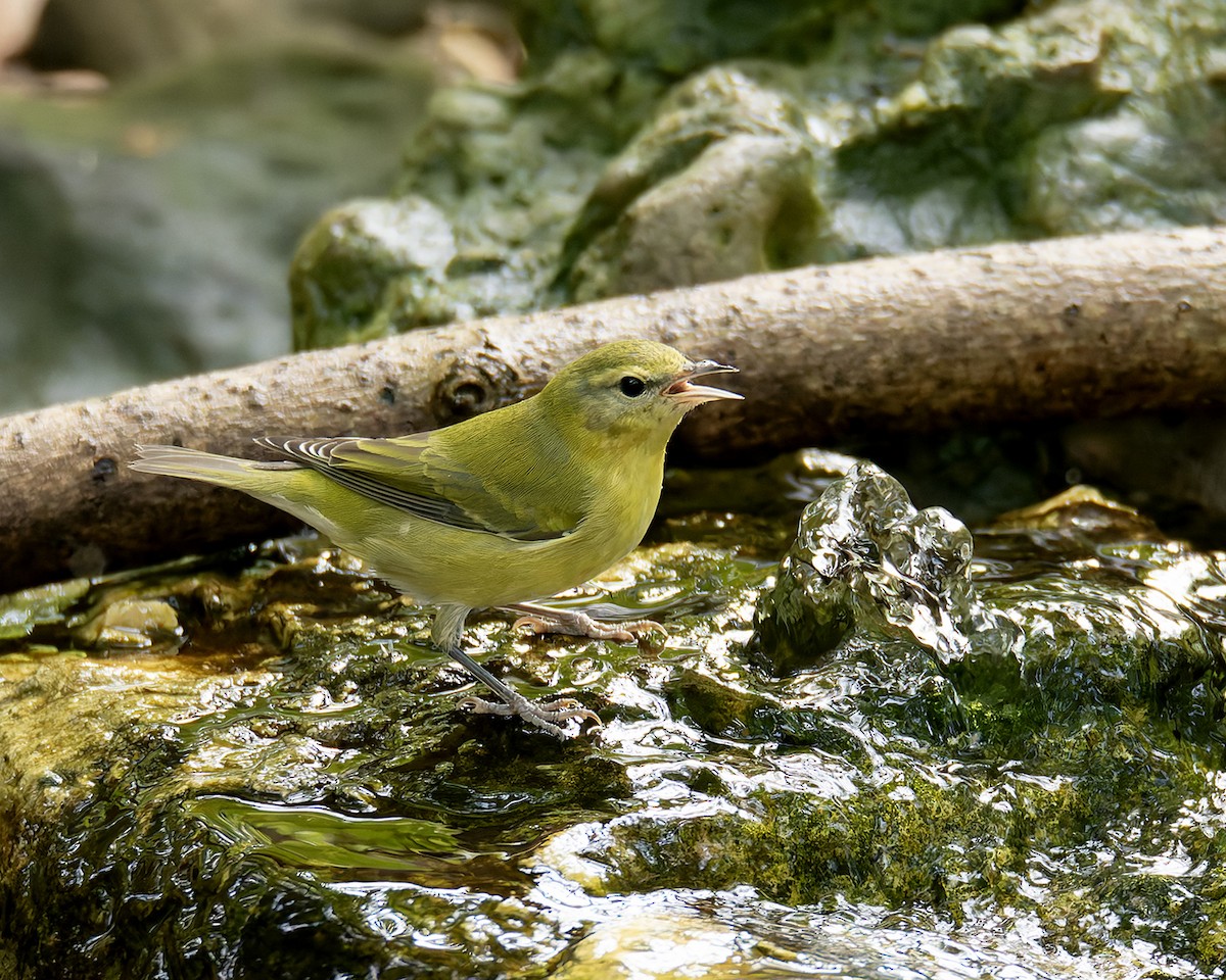 Tennessee Warbler - ML643448319