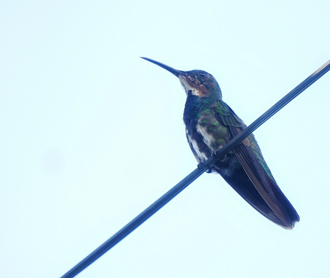 Green-breasted Mango - ML643448323