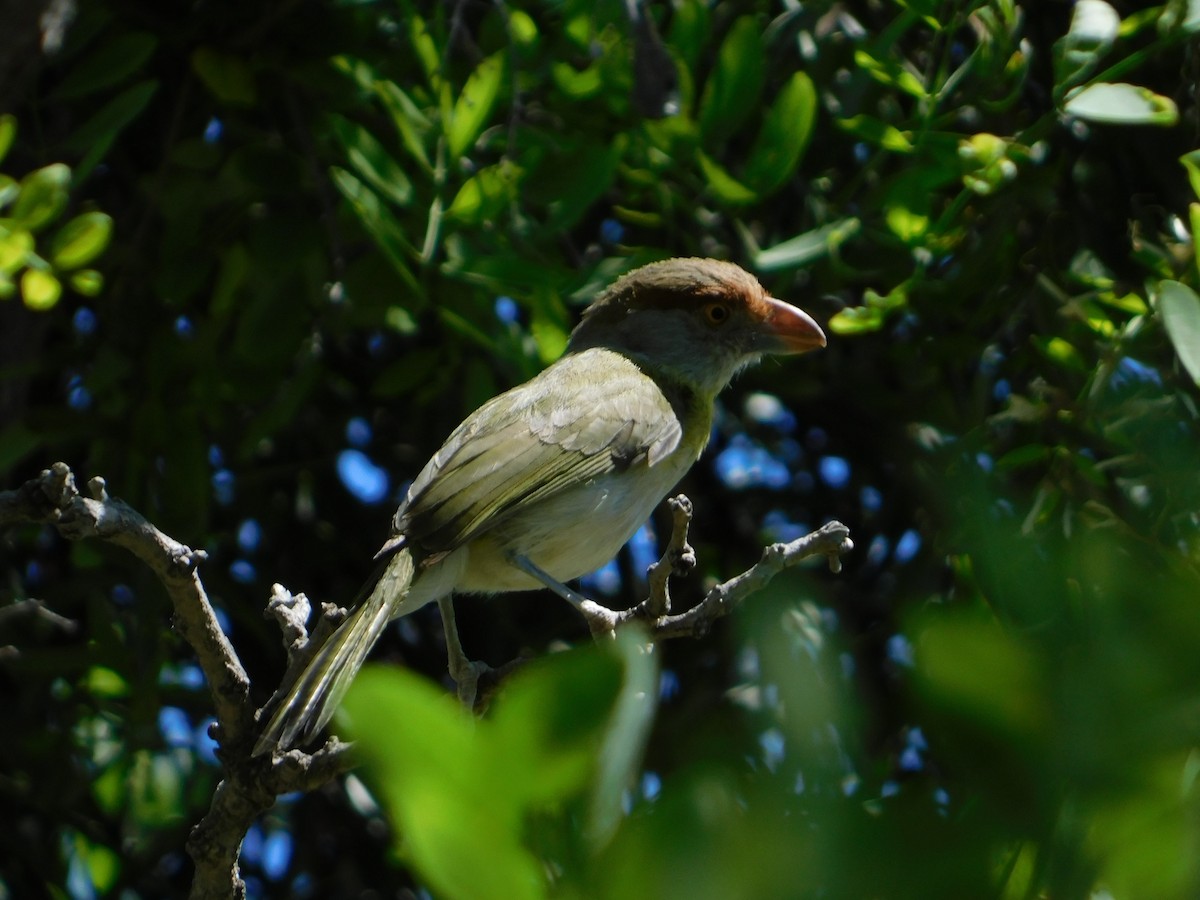 Rostbrauenvireo - ML643448325