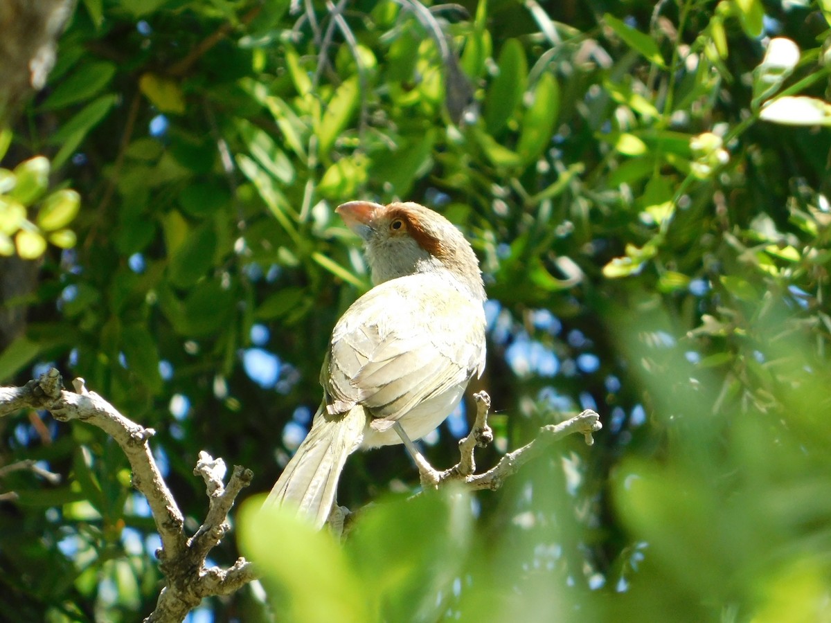 Rostbrauenvireo - ML643448326