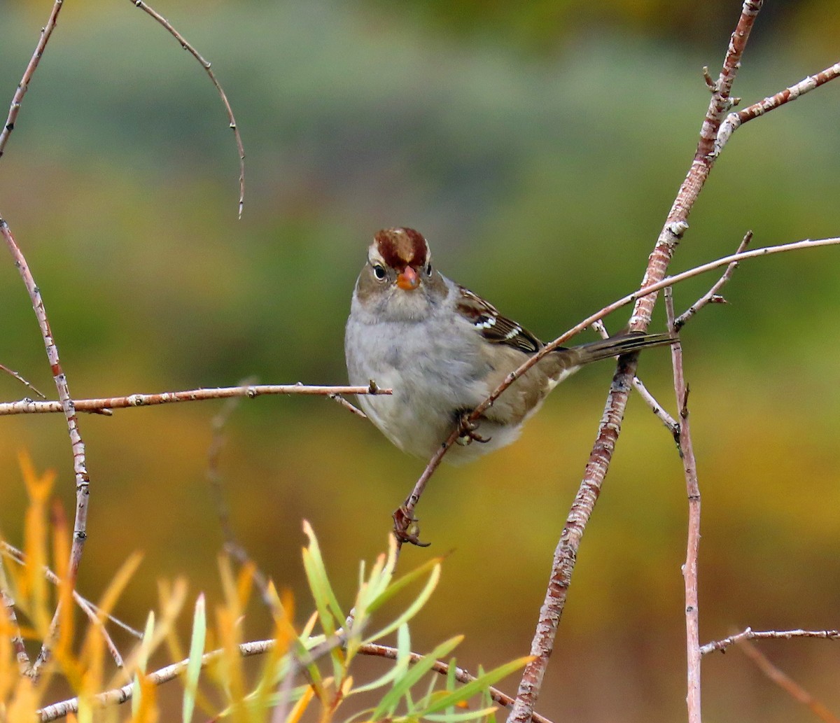 White-crowned Sparrow (Gambel's) - ML643448332
