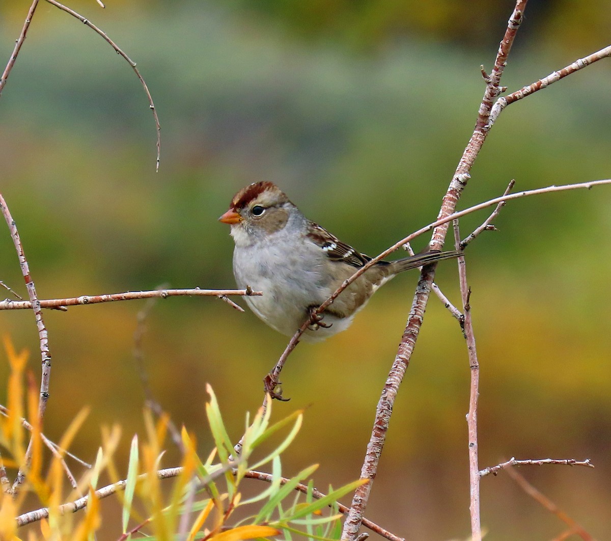 White-crowned Sparrow (Gambel's) - ML643448333