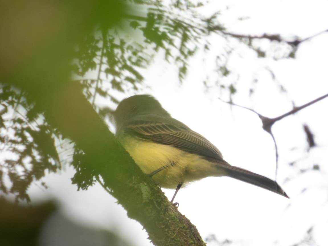Dusky-capped Flycatcher - ML643448359