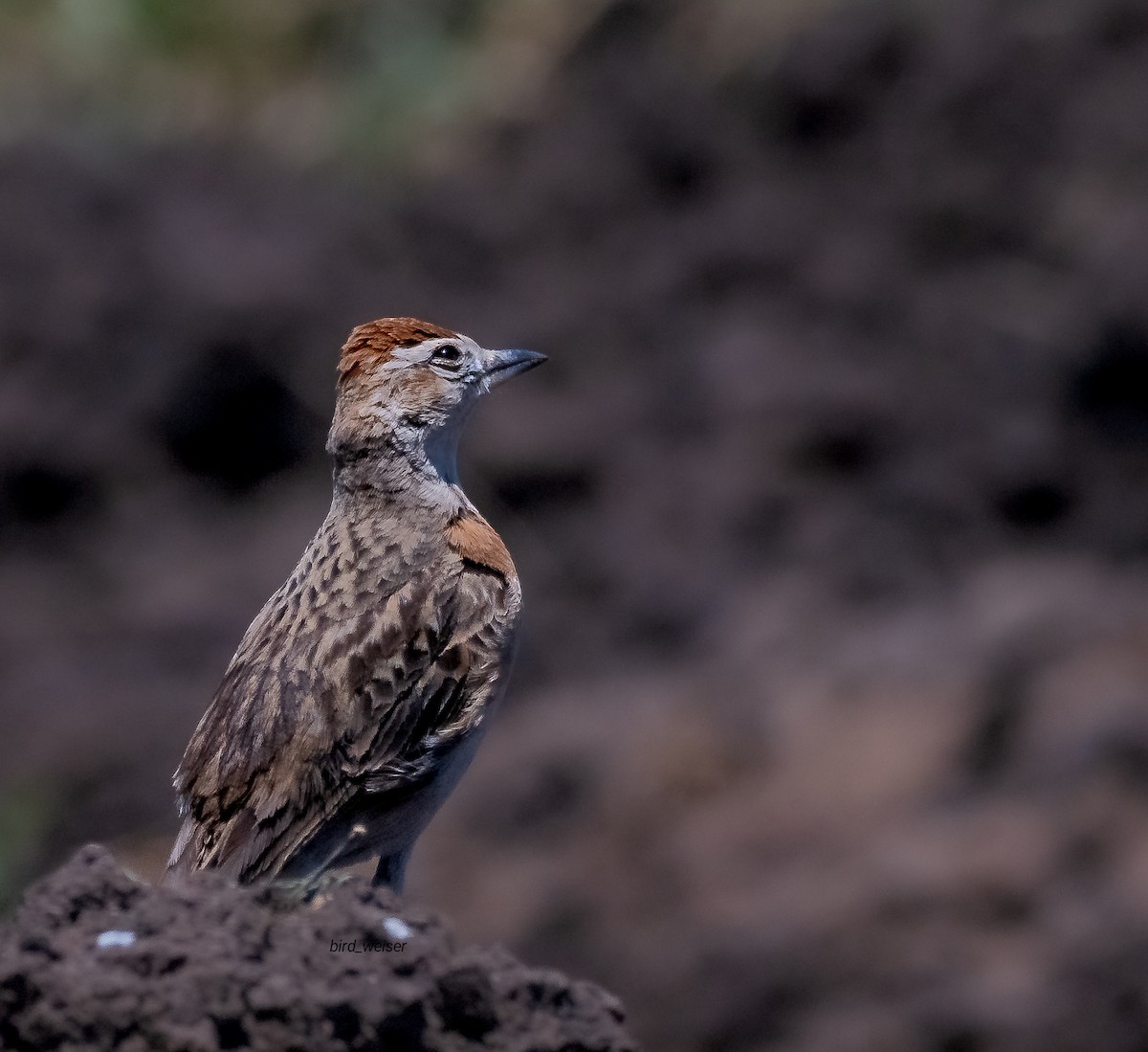 Red-capped Lark - ML643448364