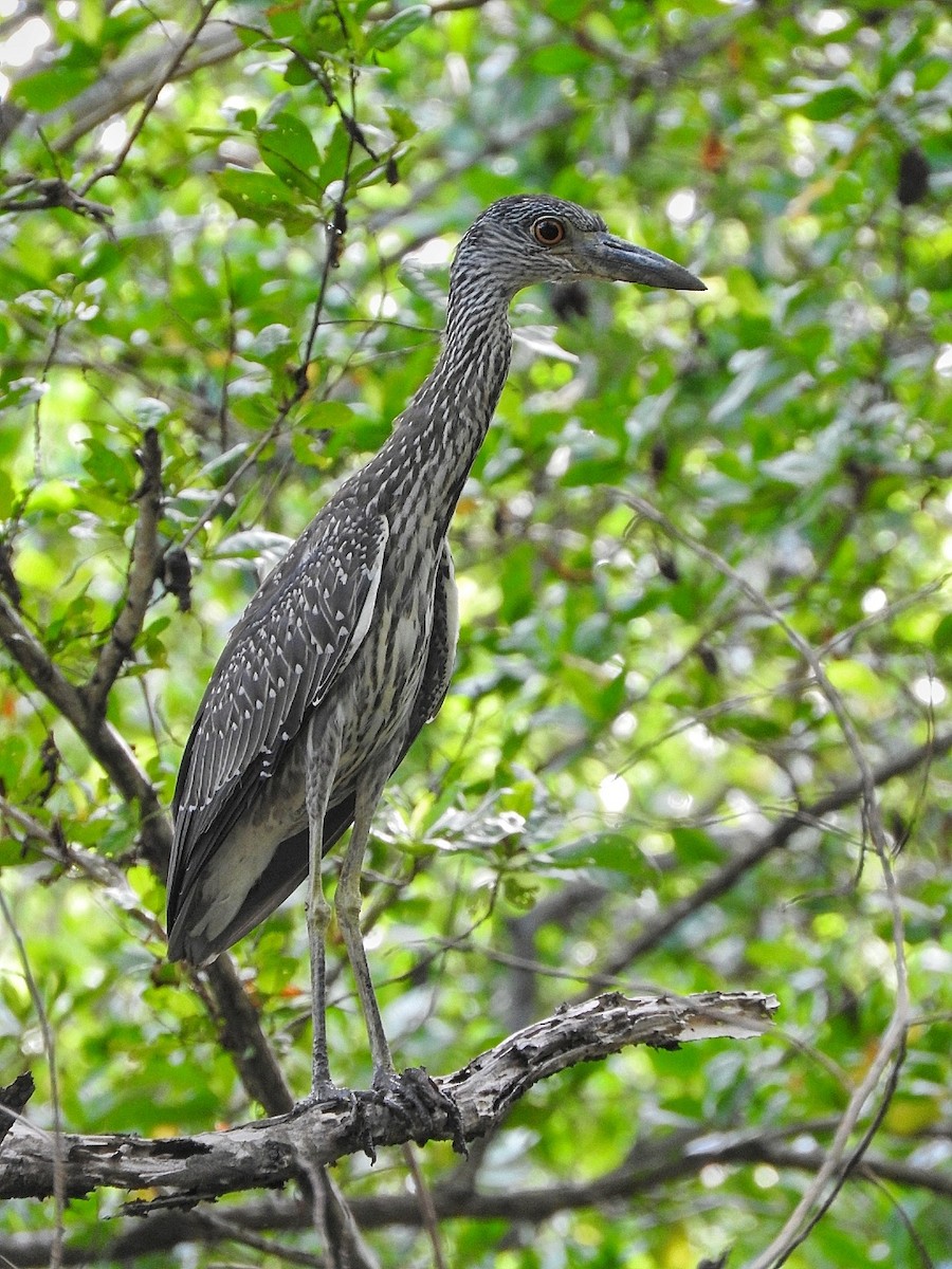 Yellow-crowned Night Heron - ML643448372